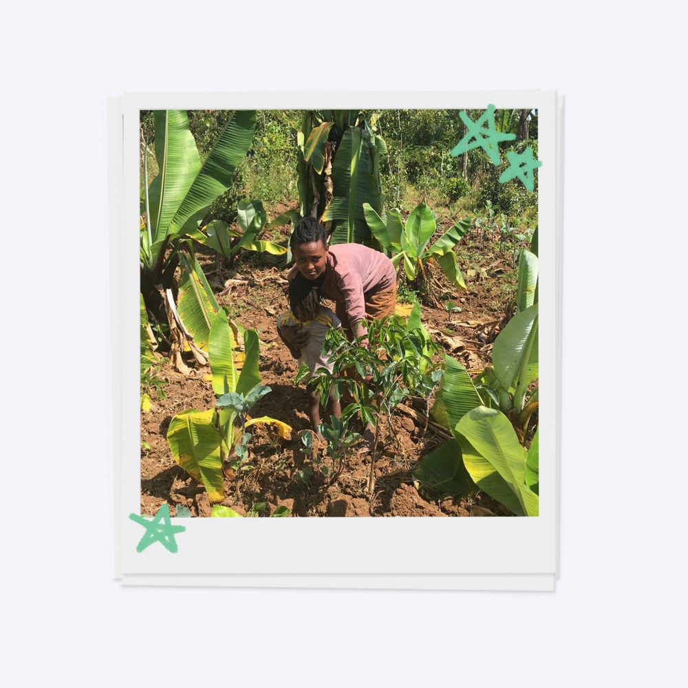 Junge Mutter legt einen Hausgarten an mit Fruchtbäumen (Papaya-Baum) und False Banana (auch Insete genannt, ist das Haupt-Nahrungsmittel im südlichen Äthiopien).