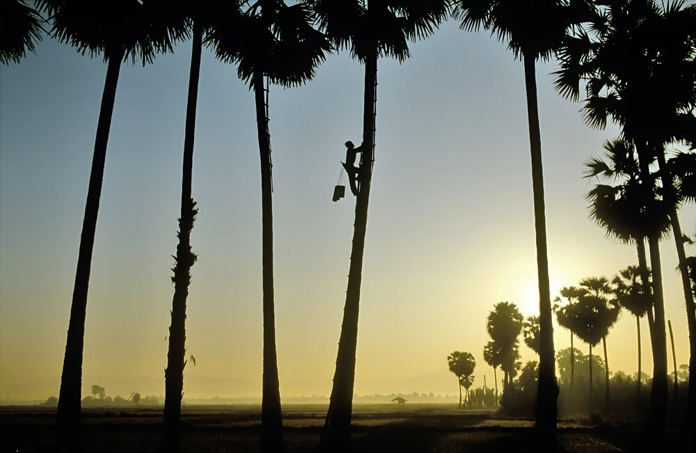 Foto von Mann auf Palme im Sonnenuntergang - 'Palmensafternte'
von Martin Seeliger