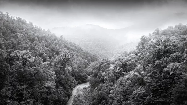 Schwarz-weiß Bild eines Waldes von Tillmann Konrad