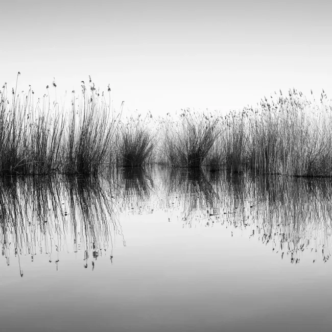 'Schilfufer' von Holger Nimtz - schwarz-weiß Fotografie