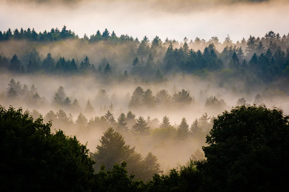 'Verträumter Wald' - Fotokunst von Martin Wasilewski