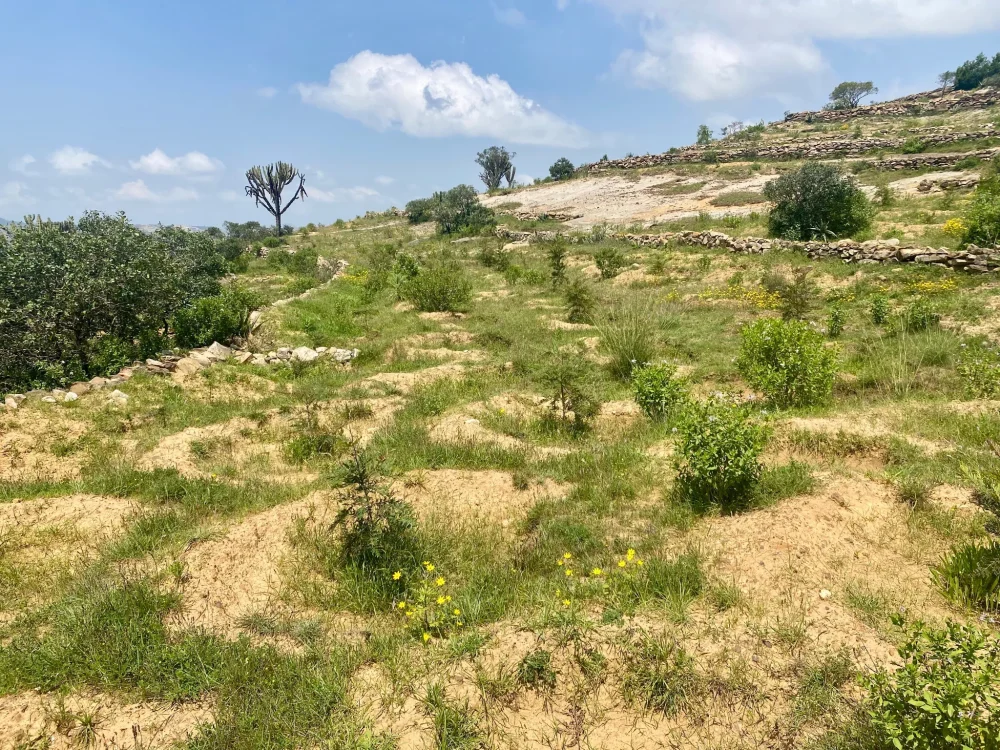 Zwei Monate alte Setzlinge in Debre Damo, Äthiopien