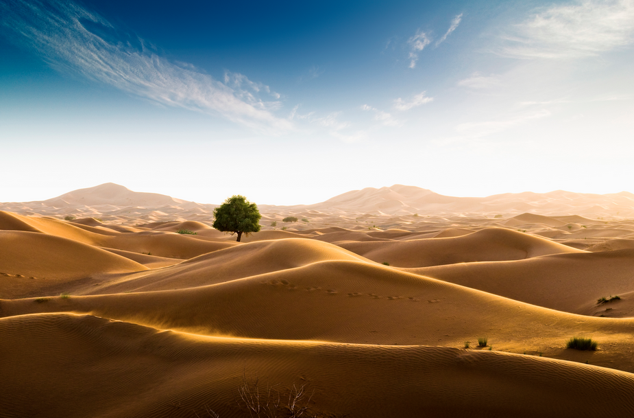 Daniel Schoenen - In der Wüste