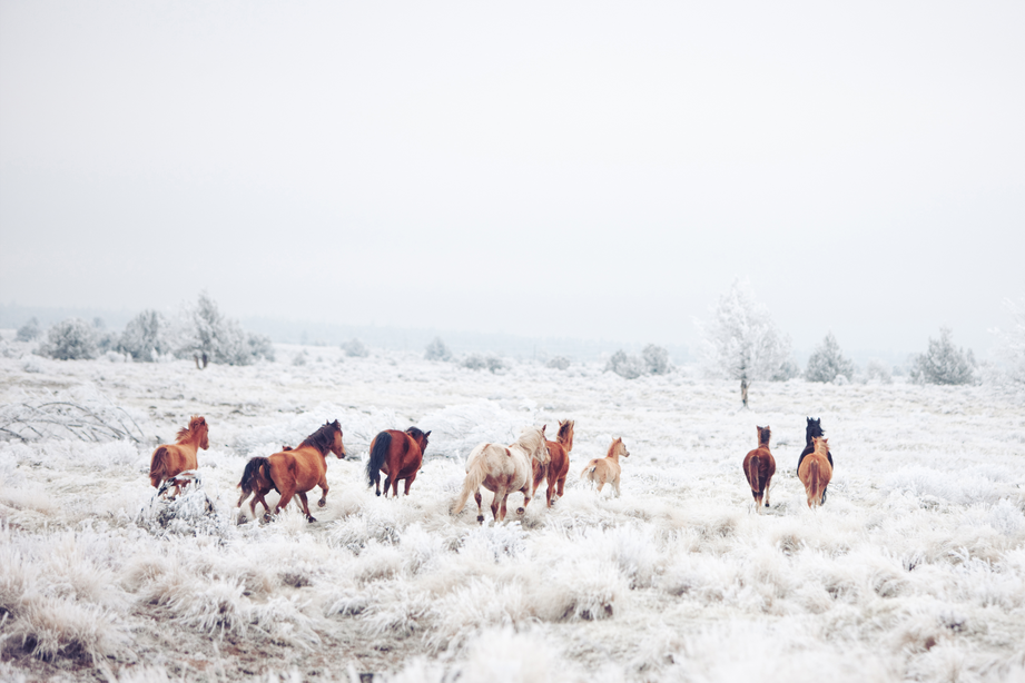 Winter Horseland van Kevin Russ