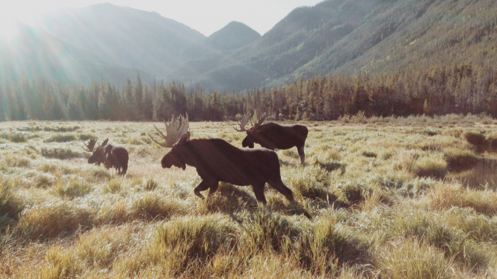 Rocky Mountain Moose von Kevin Russ - Rentier-Bullen im Rocky Mountain National Park, Colorado