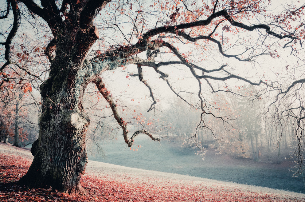 Fotokunst von Heiko Gerlicher - Herbstgeschichten