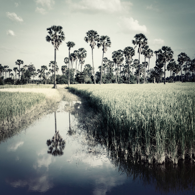 Franz Sussbauer Fotokunst auf Photocircle - Rice Fields