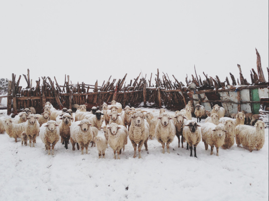 Fotokunst von Kevin Russ - 'Snowy Sheep Stare'