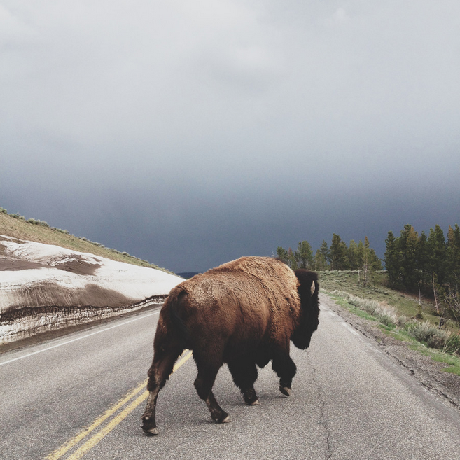 'Street Bison' von Kevin Russ
