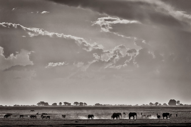 'Elefants at Ihaha - Botswana' - Fotokunst von Franzel Drepper