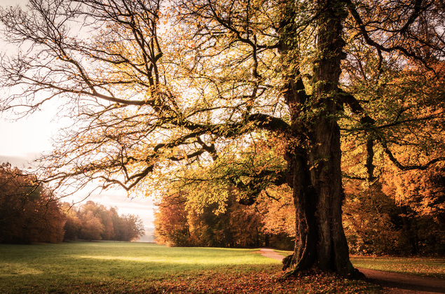 Herbst im Schlosspark - Fotokunst von Heiko Gerlicher
