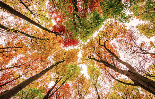 Die Farben des Herbstes von Heiko Gerlicher