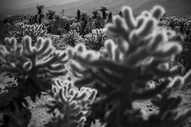 Cholla Cacti at Joshua Tree National Park von Jakob Berr