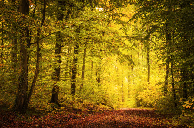 Herbstmomente van Heiko Gerlicher