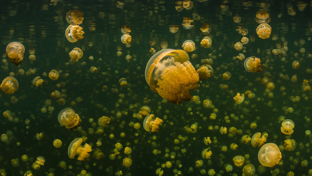 Jellyfish Lake von Boris Buschardt