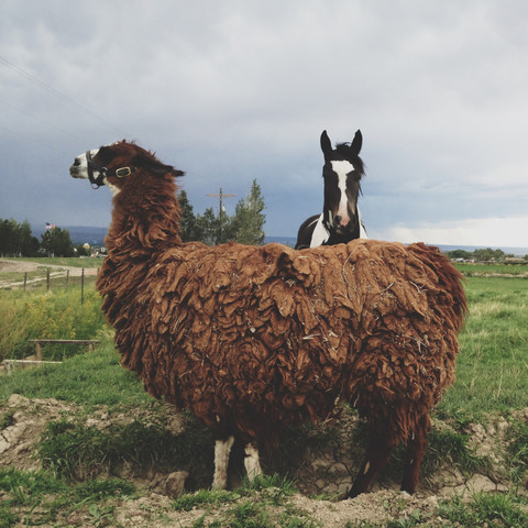 Lama et cheval par Kevin Russ