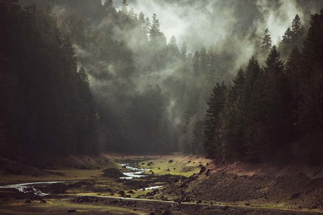 Foggy Forest Creek van Kevin Russ
