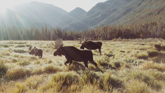 Rocky Mountain Moose von Kevin Russ