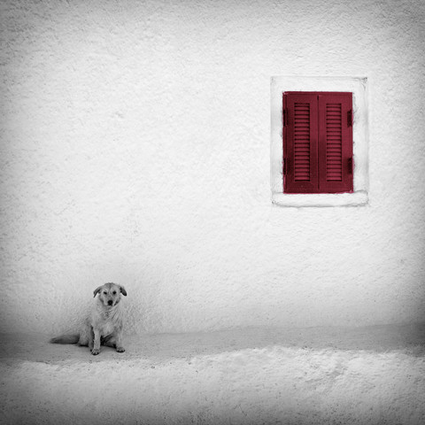 Lonely Dog von Carsten Meyerdierks