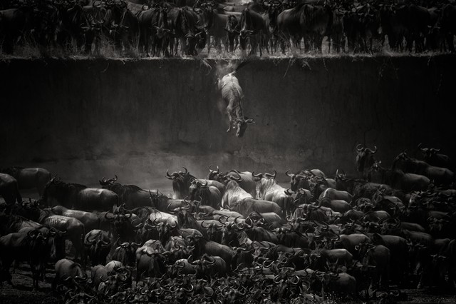 The Great Migration by Nicole Cambré