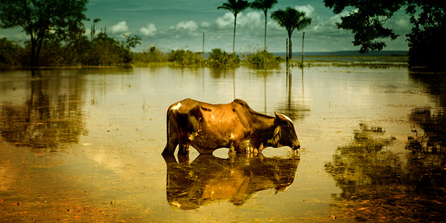 Kuh im Amazonasgebiet van Senol Zorlu