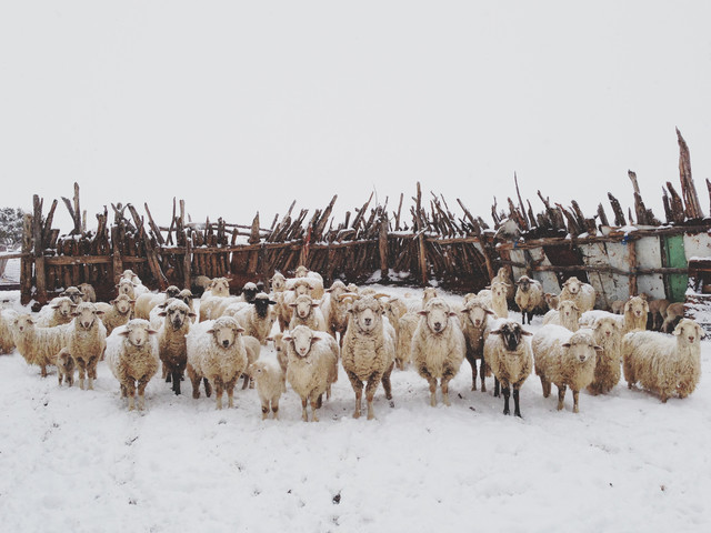 SNOWY SHEEP STARE von Kevin Russ