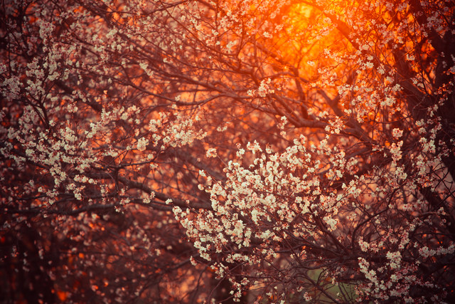 BEAUTIFUL NATURE SCENE WITH BLOOMING TREE AND SUN FLARE by Juvenal Manfrin