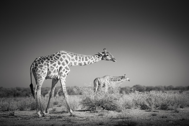 Hiding Giraffes - Fotokunst von Tillmann Konrad